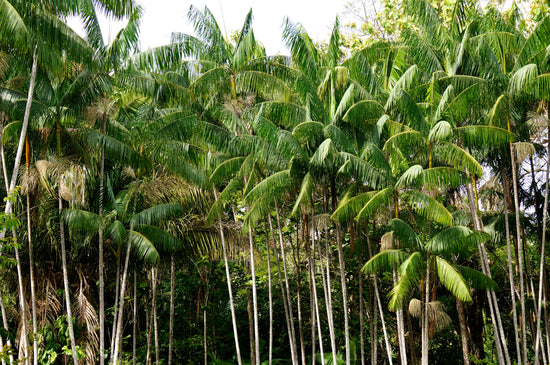 SAMBAZON Respect of the Ecosystem, Promotion of Biodiversity, and Sustainable Agricultural Practices