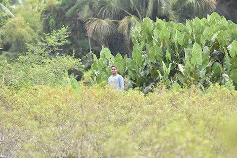 Fair Trade Employee harvesting in the Rainforest