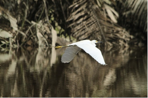 egret