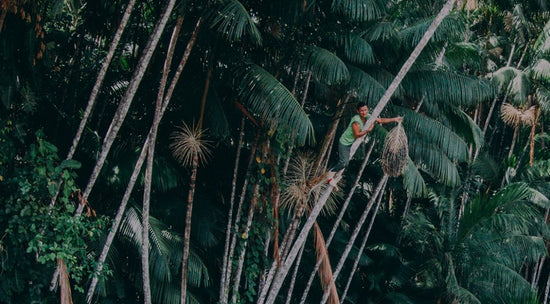 How Sambazon Harvests Acai 