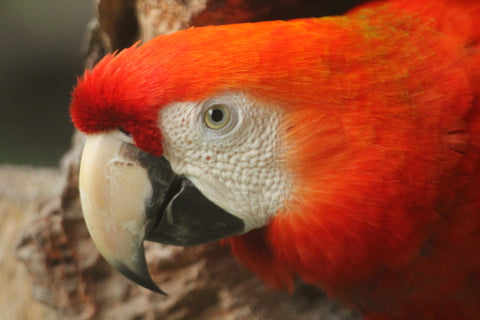 Amazon Rainforest Bird