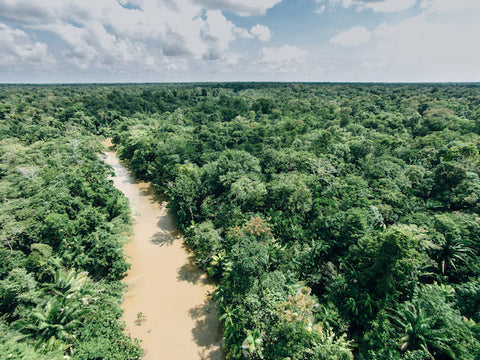 forest with amazon river