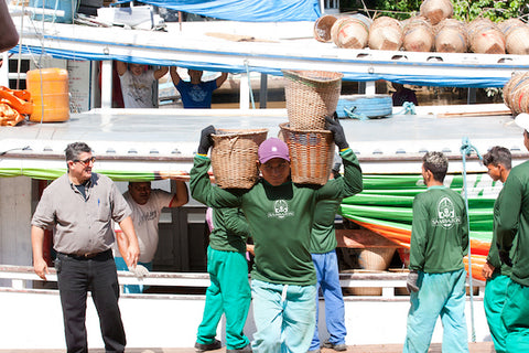 unloading acai on a dock with baskets