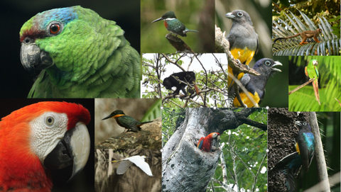 Biodiversity Birds