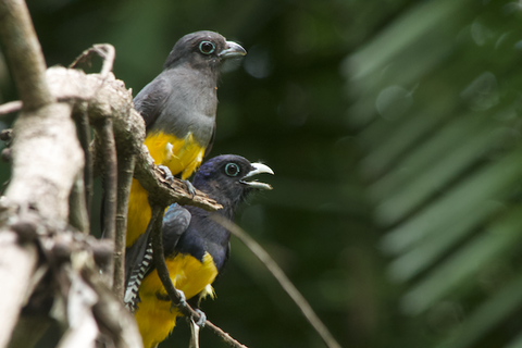 Rainforest Birds chirping in the morning