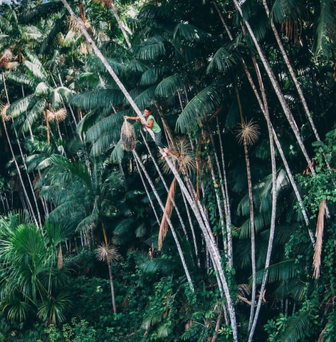 Cutting Down Açaí Branch