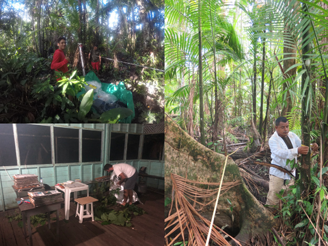 Biodiversity Trees